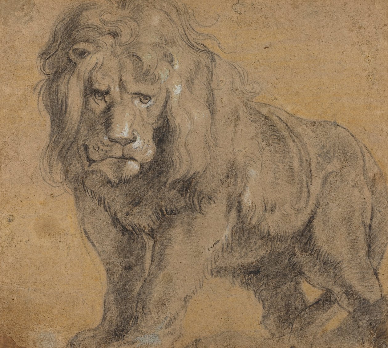 Aslan by Peter Paul Rubens