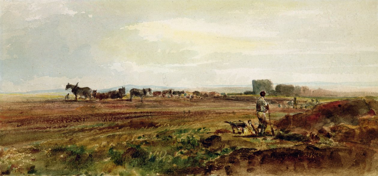 Heathland
