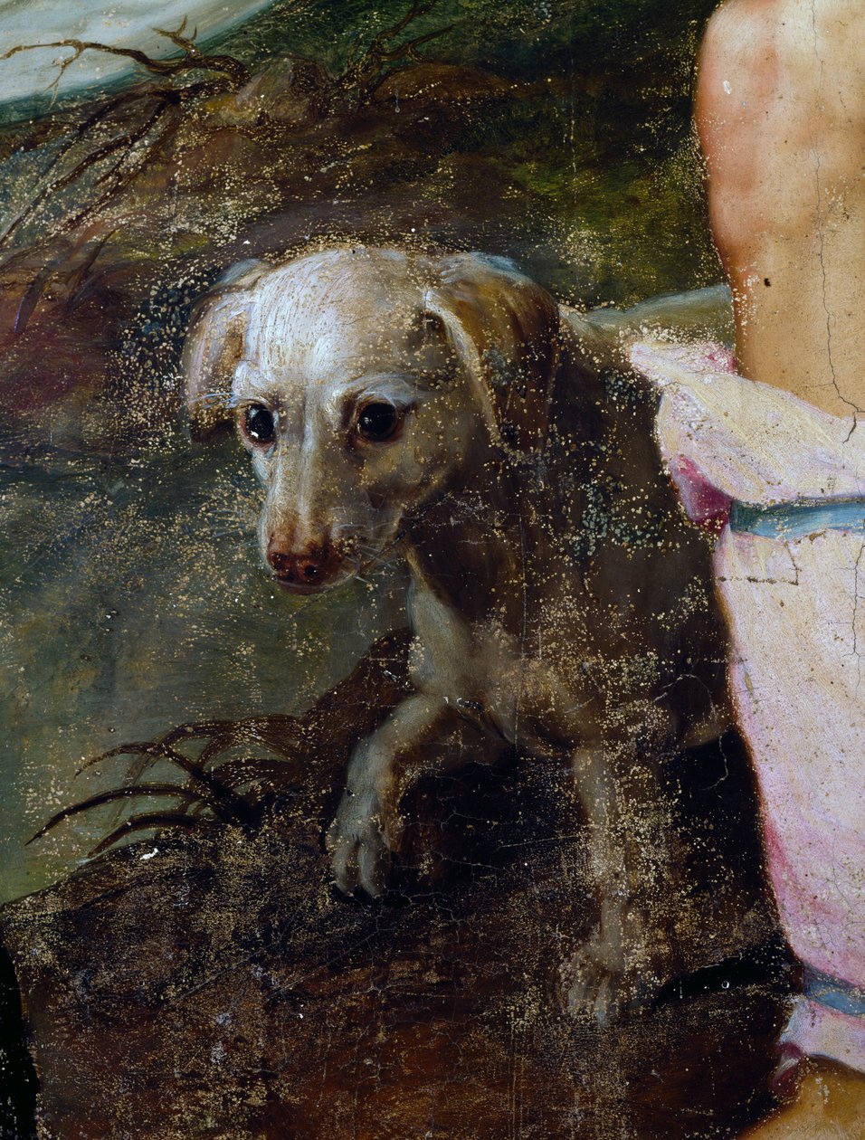 Köpek, Doğuştan detay, Pieter Candid veya Pieter de Witte (yaklaşık 1548-1628), Hollanda tarafından yapılan resim by Peter Candid