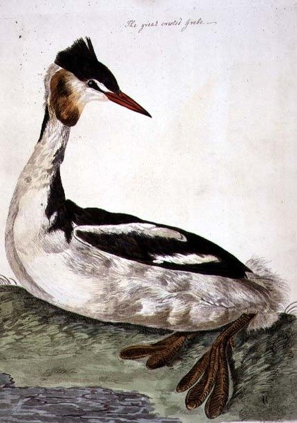 Peter Mazell (fl.1761-97) 1766 (gravür) tarafından oyulmuş 