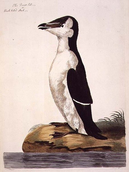 Razorbill (Alca torda) veya Kara Faturalı Auk, 