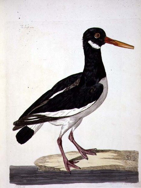 Peter Mazell tarafından oyulmuş (fl.1761-97) 1766 (gravür) 