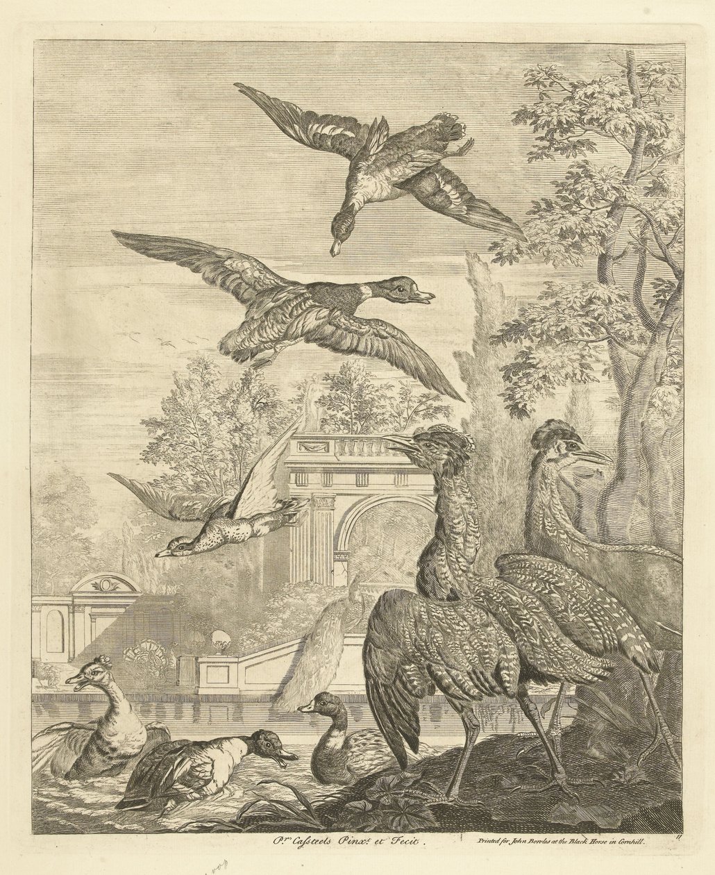 Bir kuş göletinde ördekler ve balıkçıllar Farklı kuşlar (dizi başlığı) by Peter Casteels (III)