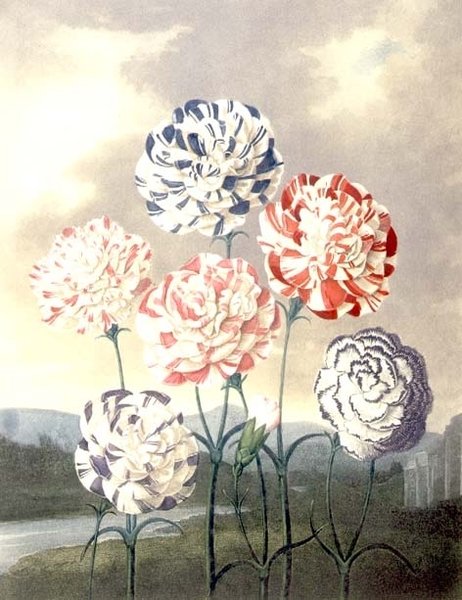 Bir Grup Karanfil: Dianthus caryophyllus, Caldwall tarafından Thornton