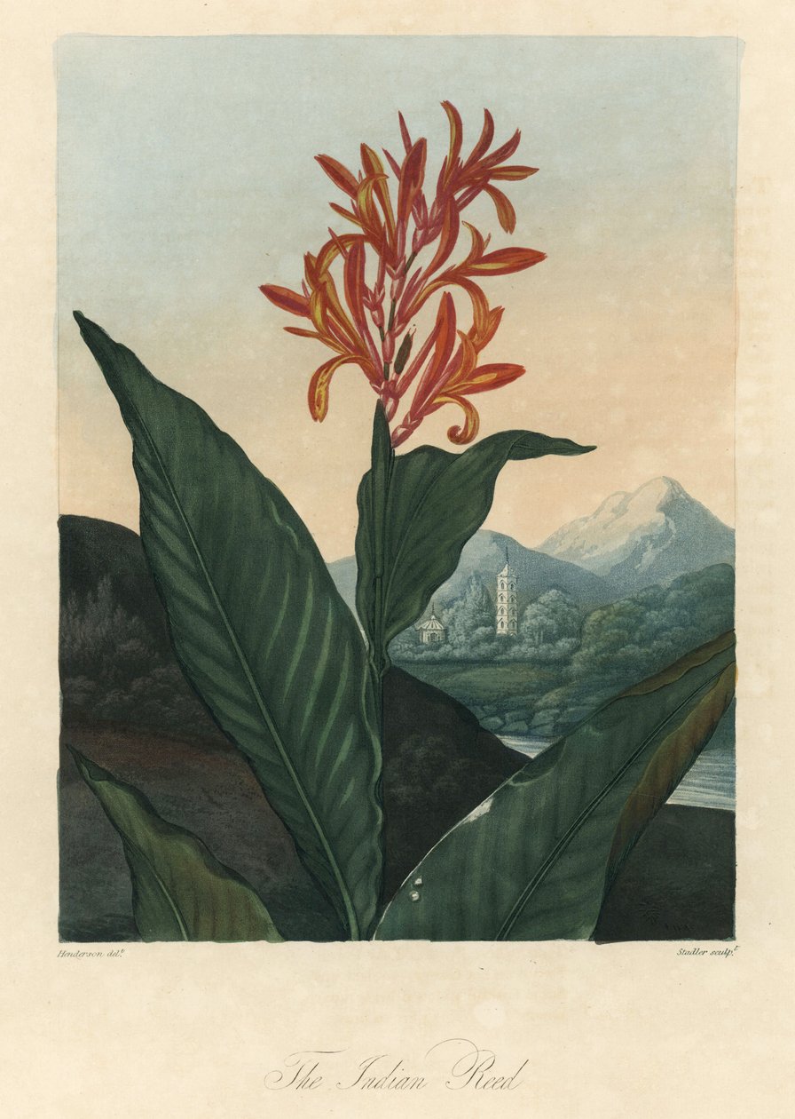  by Peter Charles (after) Henderson