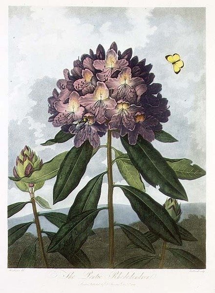 Caldwell tarafından kazınmış Pontic Rhododendron, Robert Thornton tarafından 