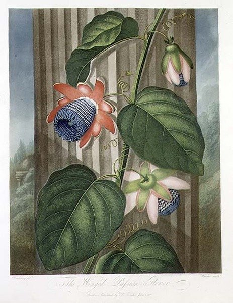 Robert Thornton tarafından 