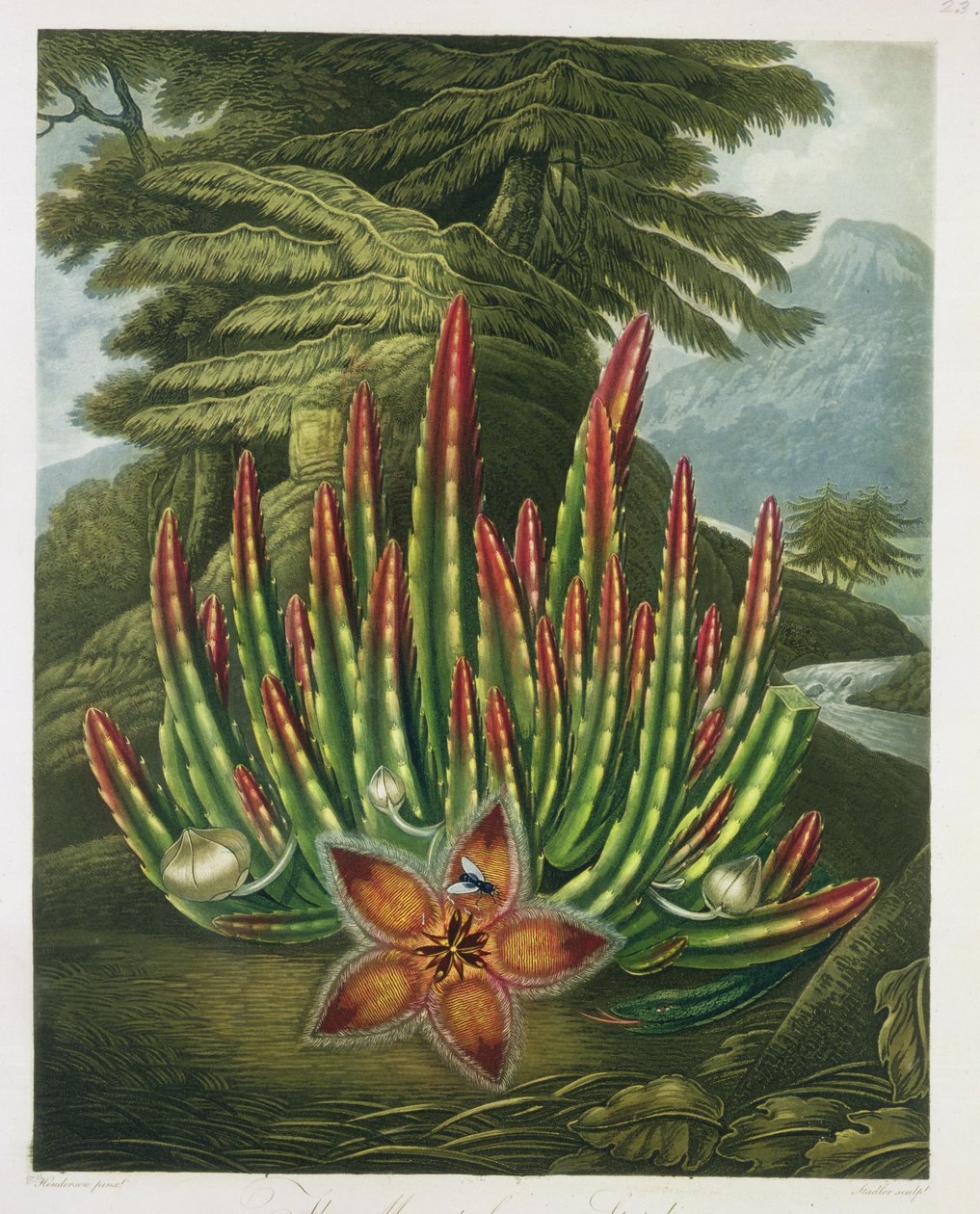 Stadler tarafından kazınmış Kurtlu Stapelia, Robert Thornton tarafından 