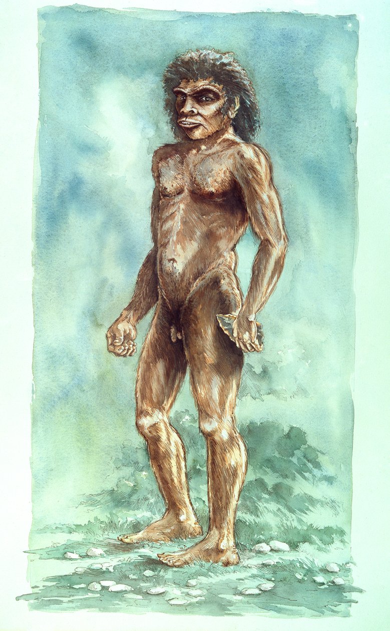 Boxgrove Adamı, Tarih Öncesi, 1990-2010 by Peter Dunn