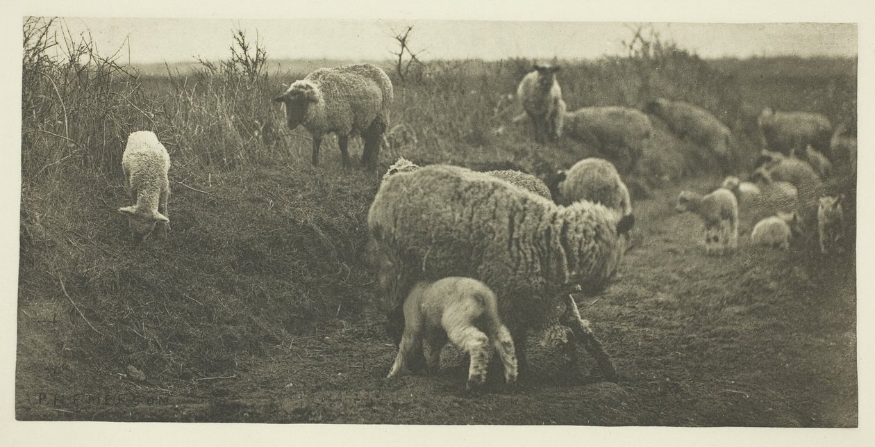 Bir Mart Pastoral (Suffolk) by Peter Henry Emerson