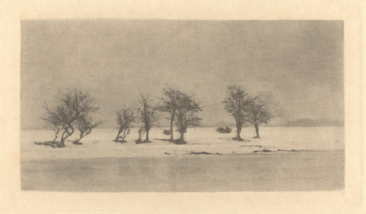 Boğumlu Dikenli Ağaçlar by Peter Henry Emerson