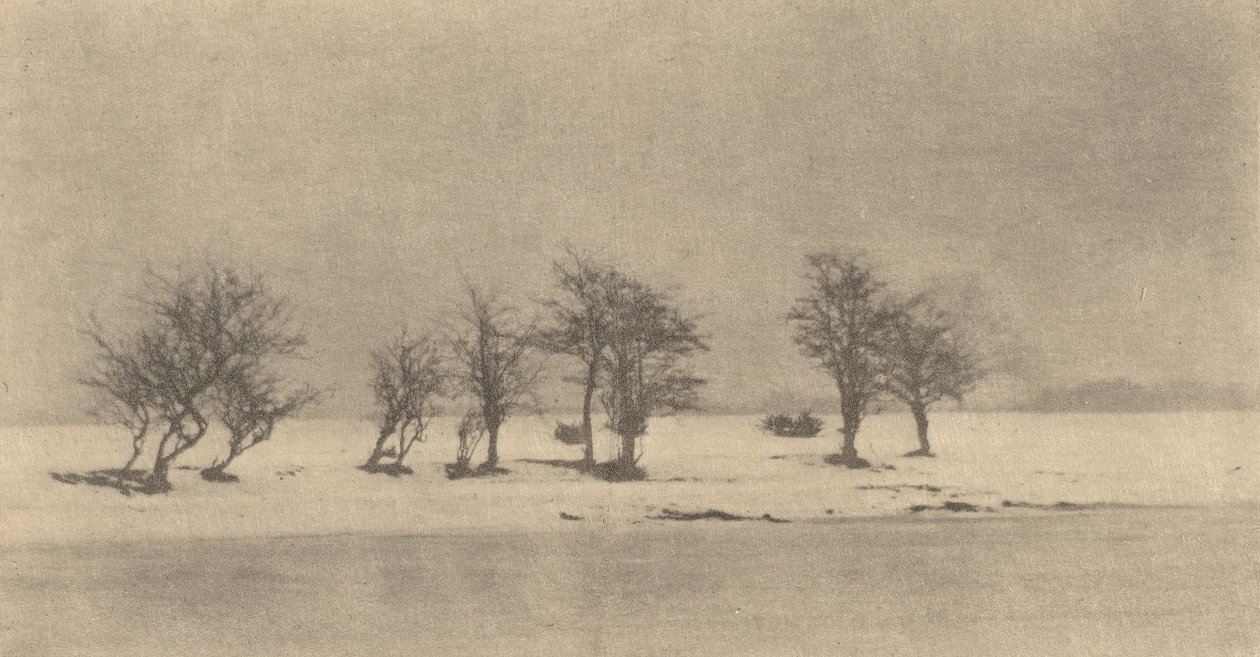 Boğumlu Dikenli Ağaçlar, c. 1890, basılı c. 1895. by Peter Henry Emerson