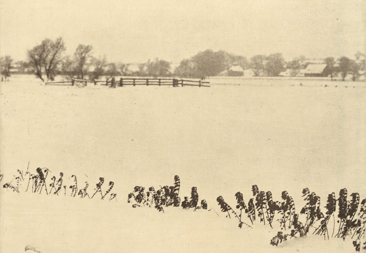 Bataklık Yabani Otları, 1895