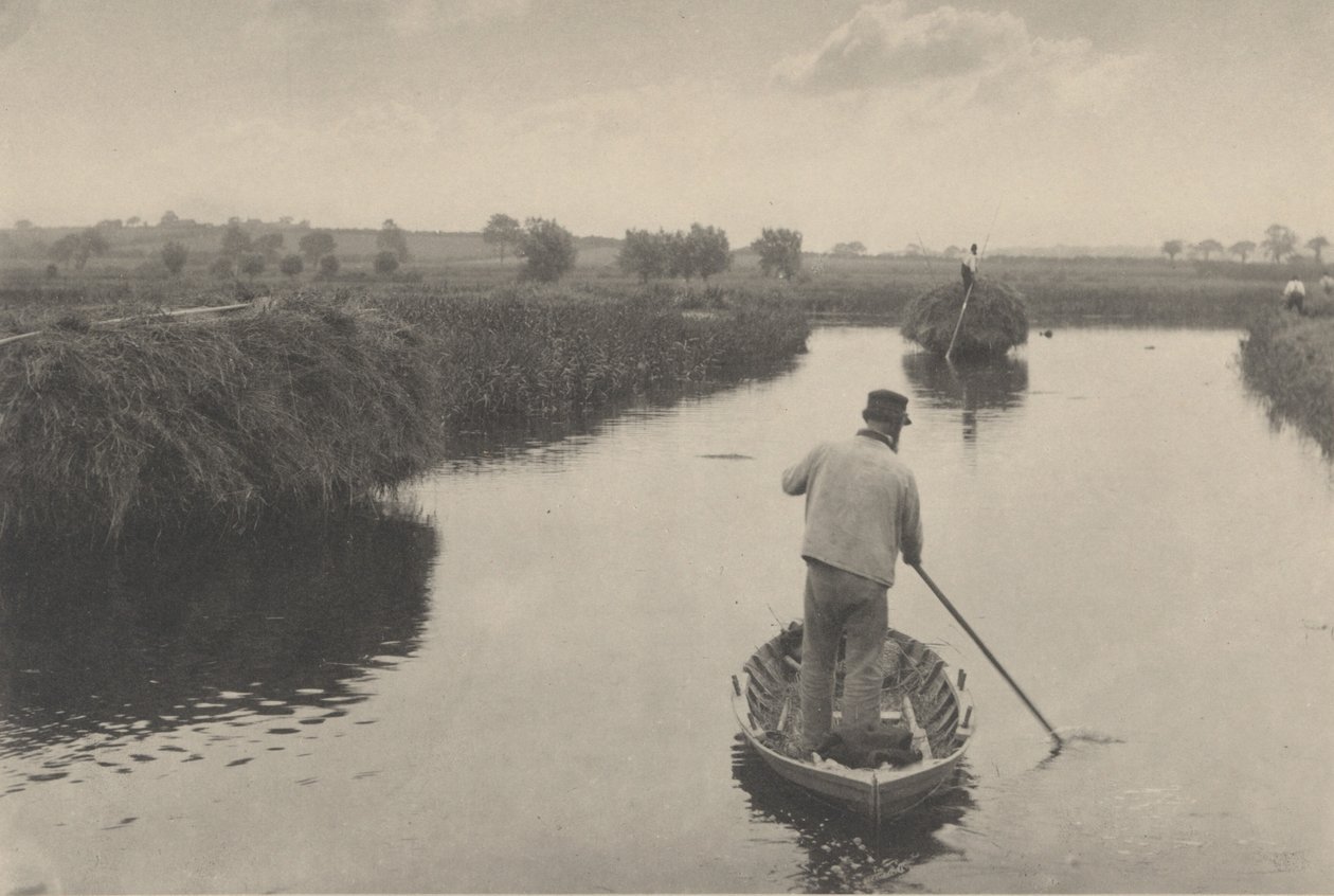 Marsh Hay