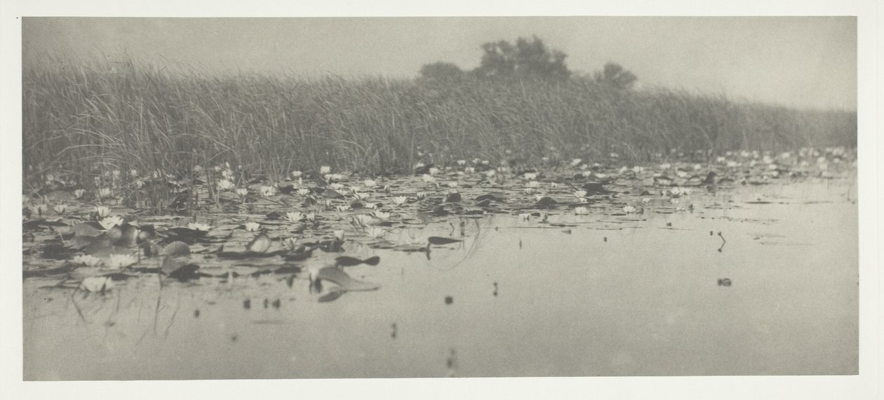Su zambakları by Peter Henry Emerson