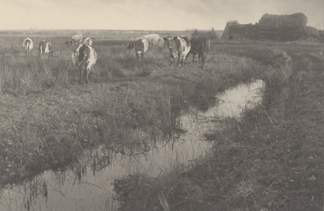 Bataklıklarda Sığır by Peter Henry Emerson and T.F. Goodall