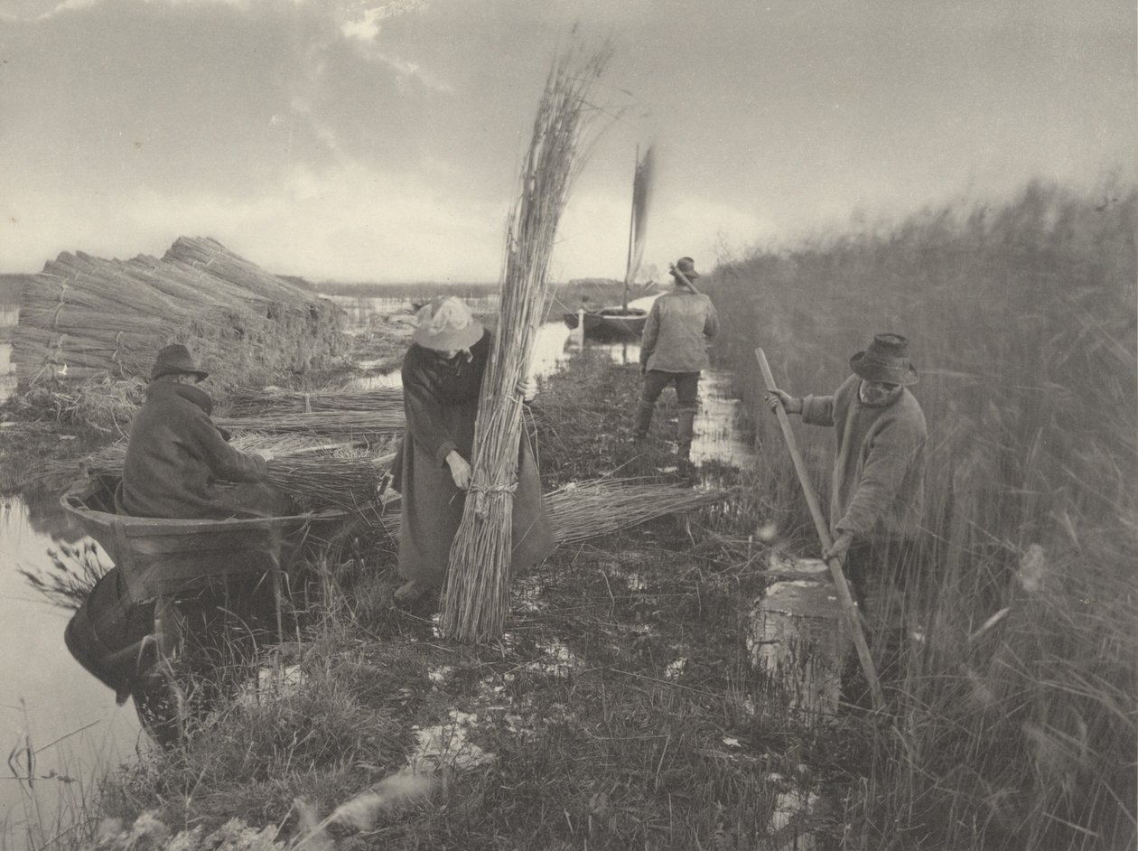 Kamış Hasadı Sırasında by Peter Henry Emerson and T.F. Goodall