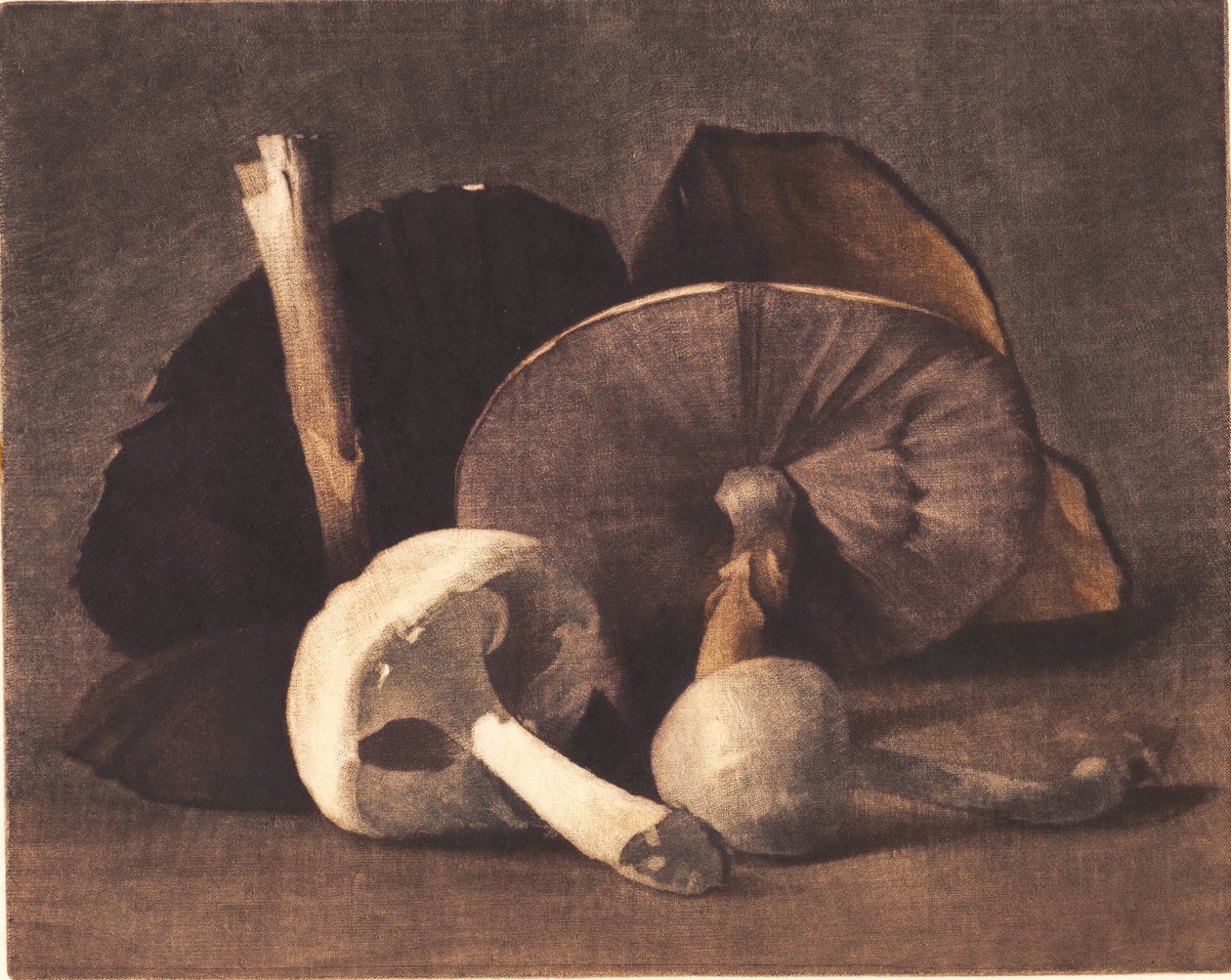 beyaz mantar by Peter Vilhelm Ilsted