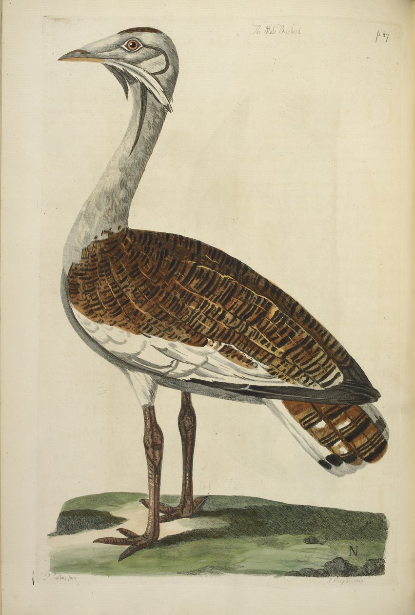 Erkek Bustard, Thomas Pennant