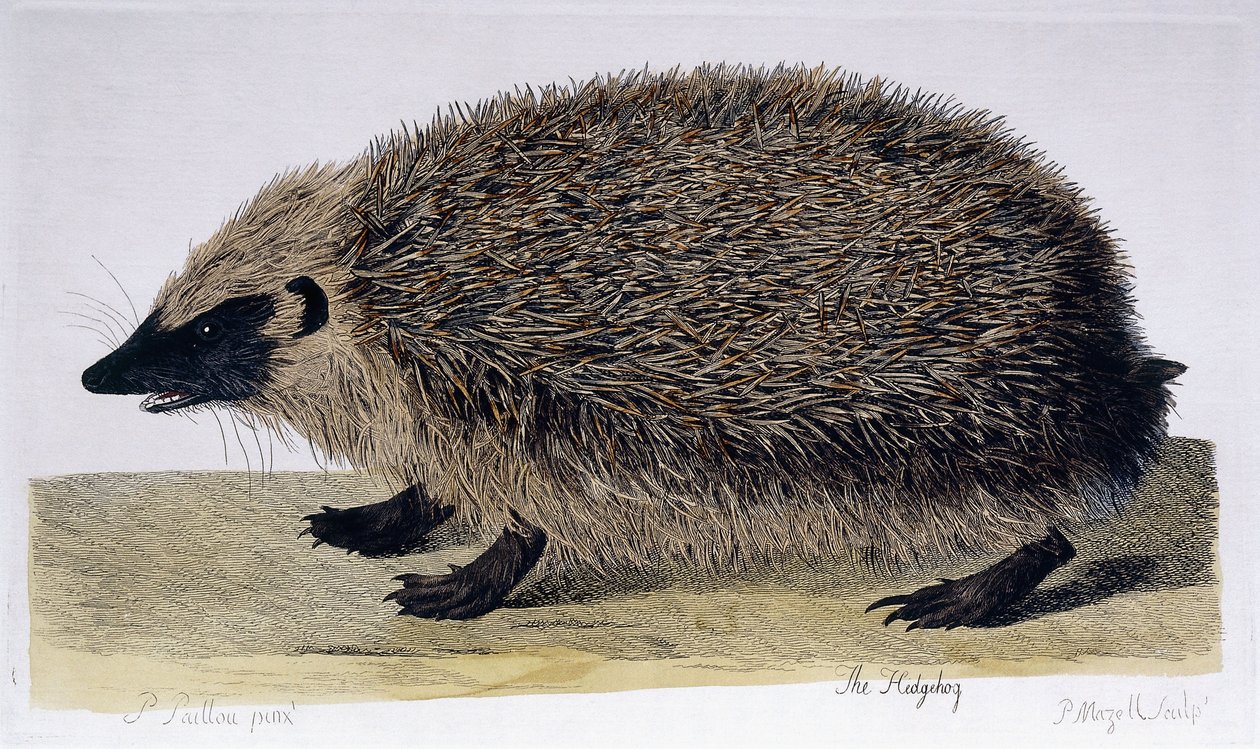 Kirpi, 1761-1766 by Peter Paillou