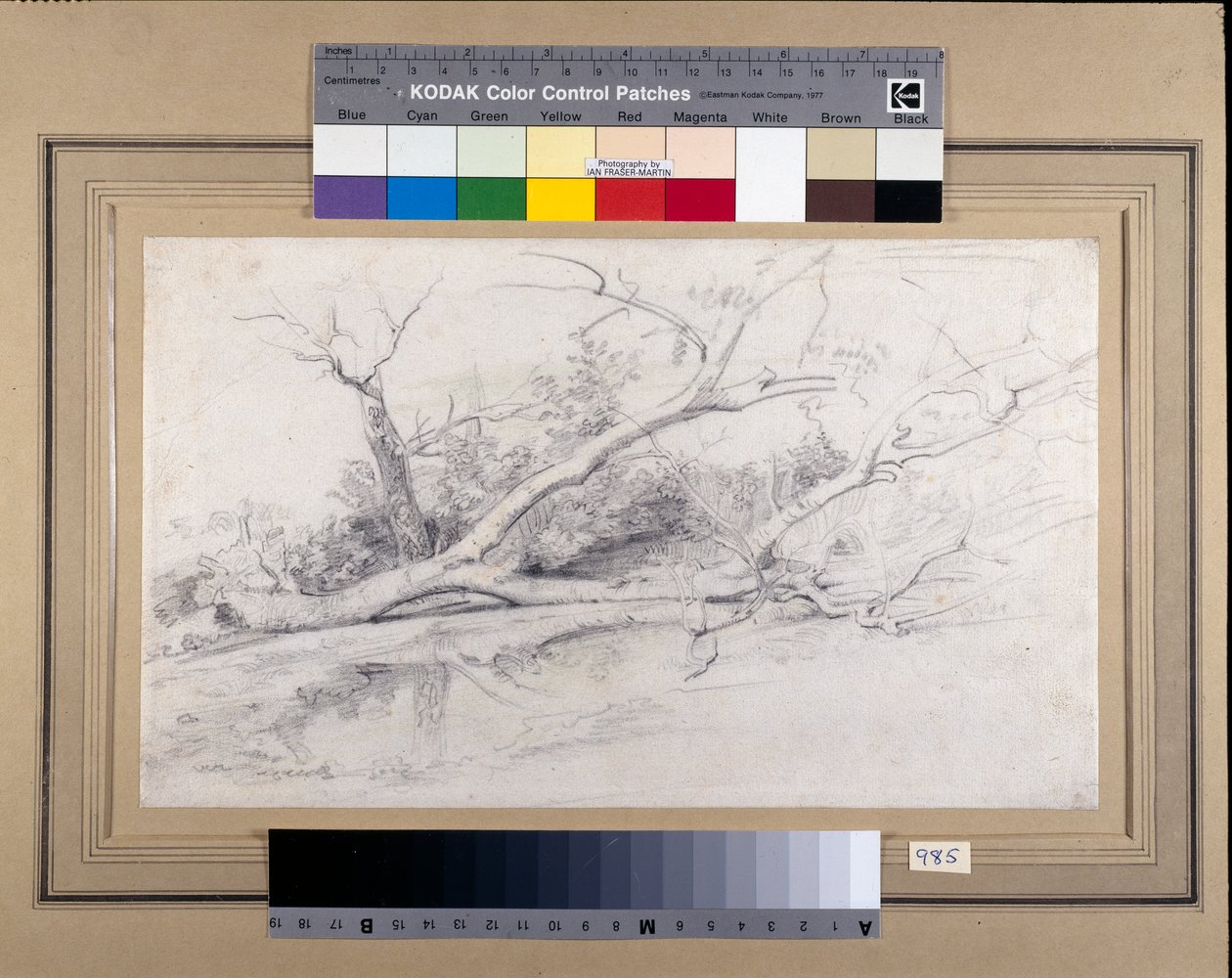 Havuz kenarında devrilmiş bir ağaç, c.1630 (kağıt üzerinde yıkanmış siyah ve kırmızı tebeşirler) by Peter Paul Rubens