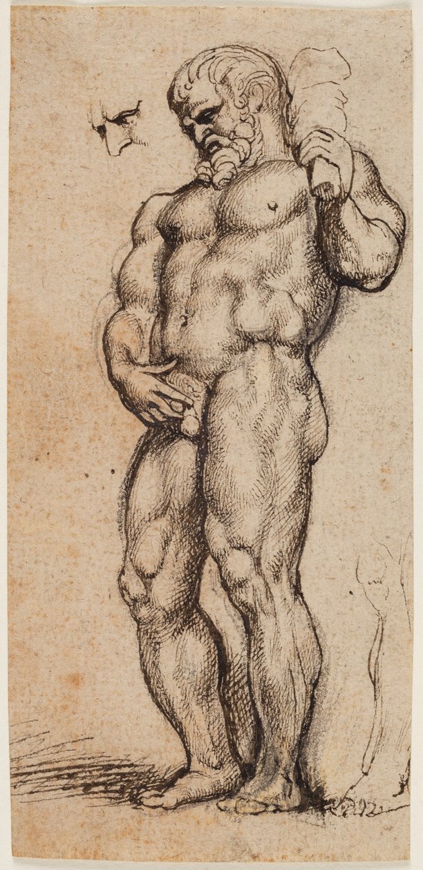 Herkül by Peter Paul Rubens