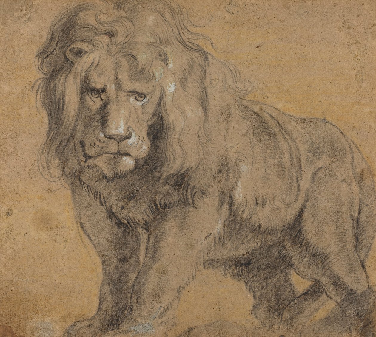 Aslan, c.1612-13 (kağıt üzerine siyah tebeşir) by Peter Paul Rubens