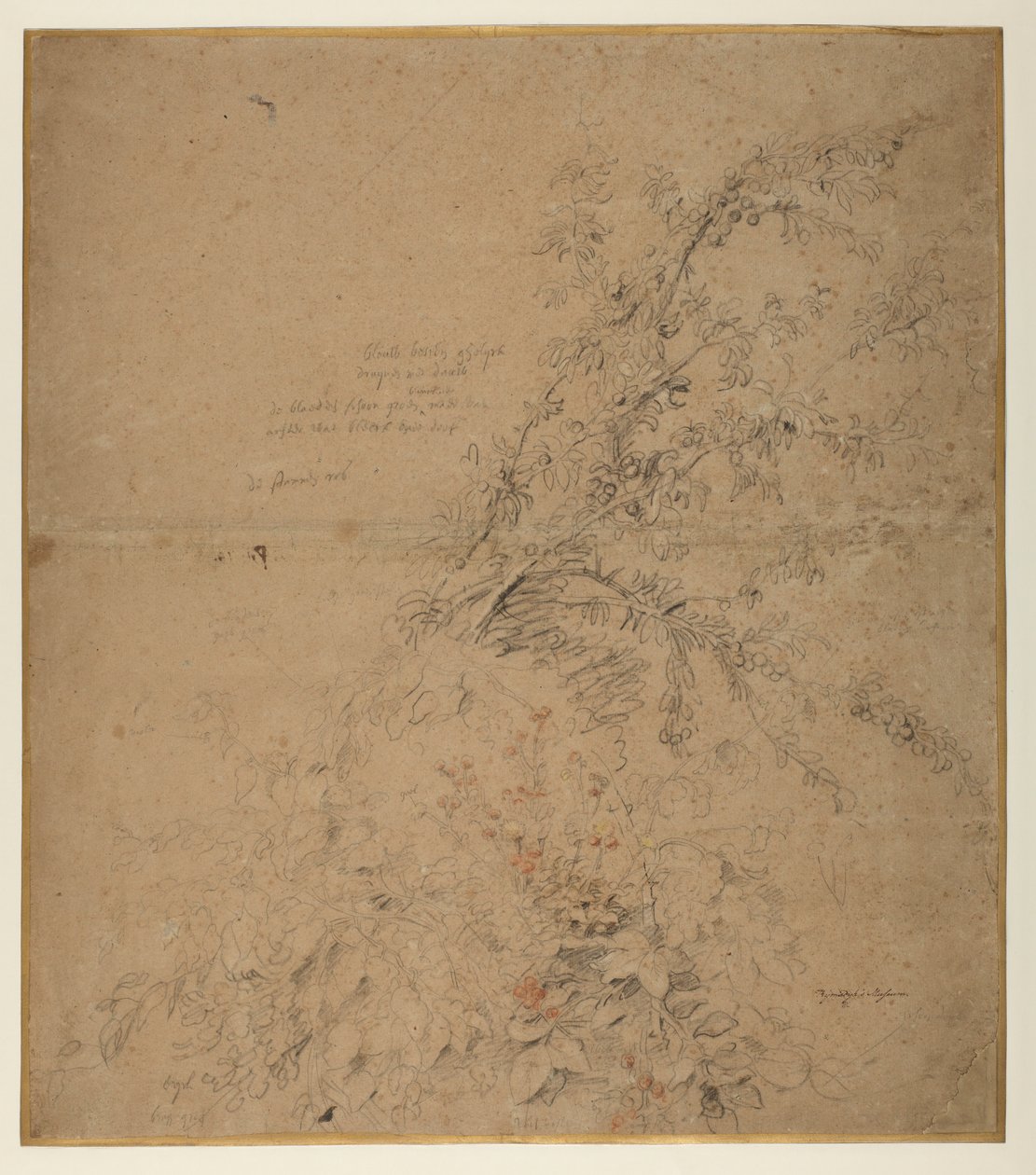 Karaçalının böğürtlen ve diğer bitkilerle incelenmesi, yaklaşık 1620 by Peter Paul Rubens