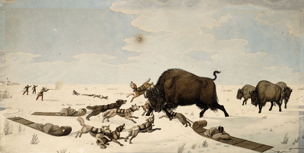 Bufalo Avı, c.1822-1824 by Peter Rindisbacher