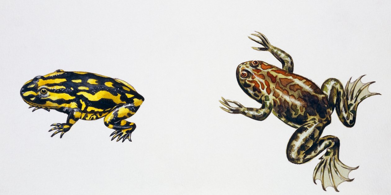 Triadobatrachus massinoti ve Palaeobatrachus sp, Peter Ross