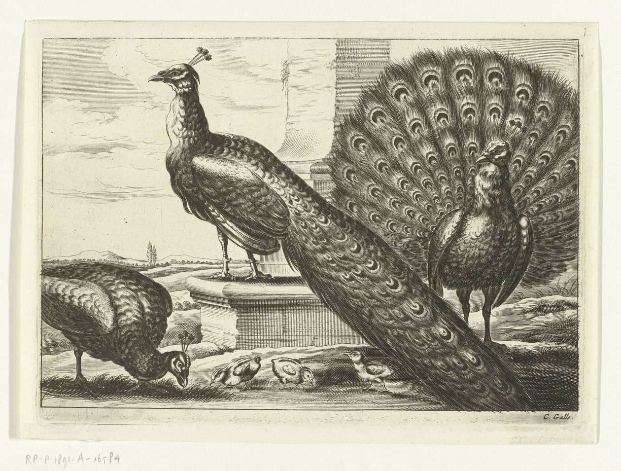 tavus kuşu Diversarum avium türleri (dizi başlığı) Farklı kuşlar (dizi adı) by Peter van Liesebetten