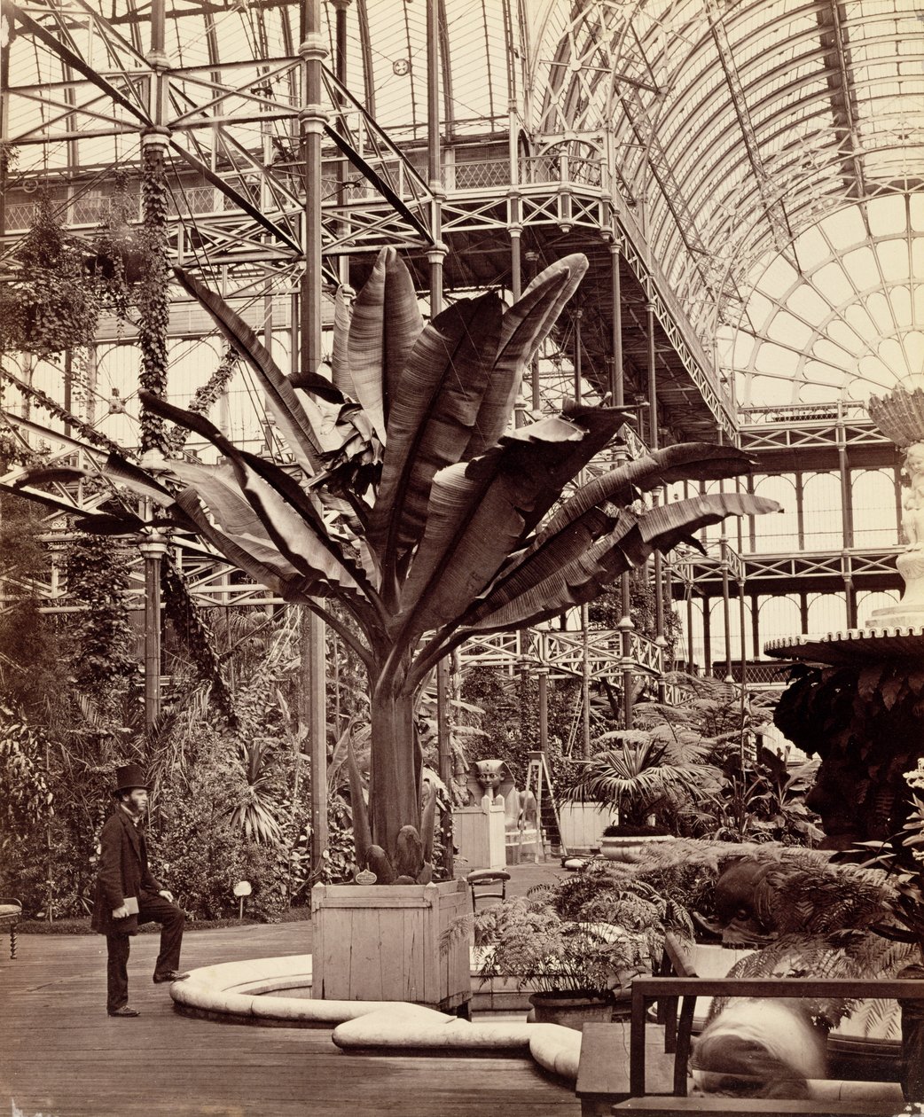 Mısır Odasındaki Tropik Bitkiler, Crystal Palace, Sydenham, 1854 by Philip Henry Delamotte