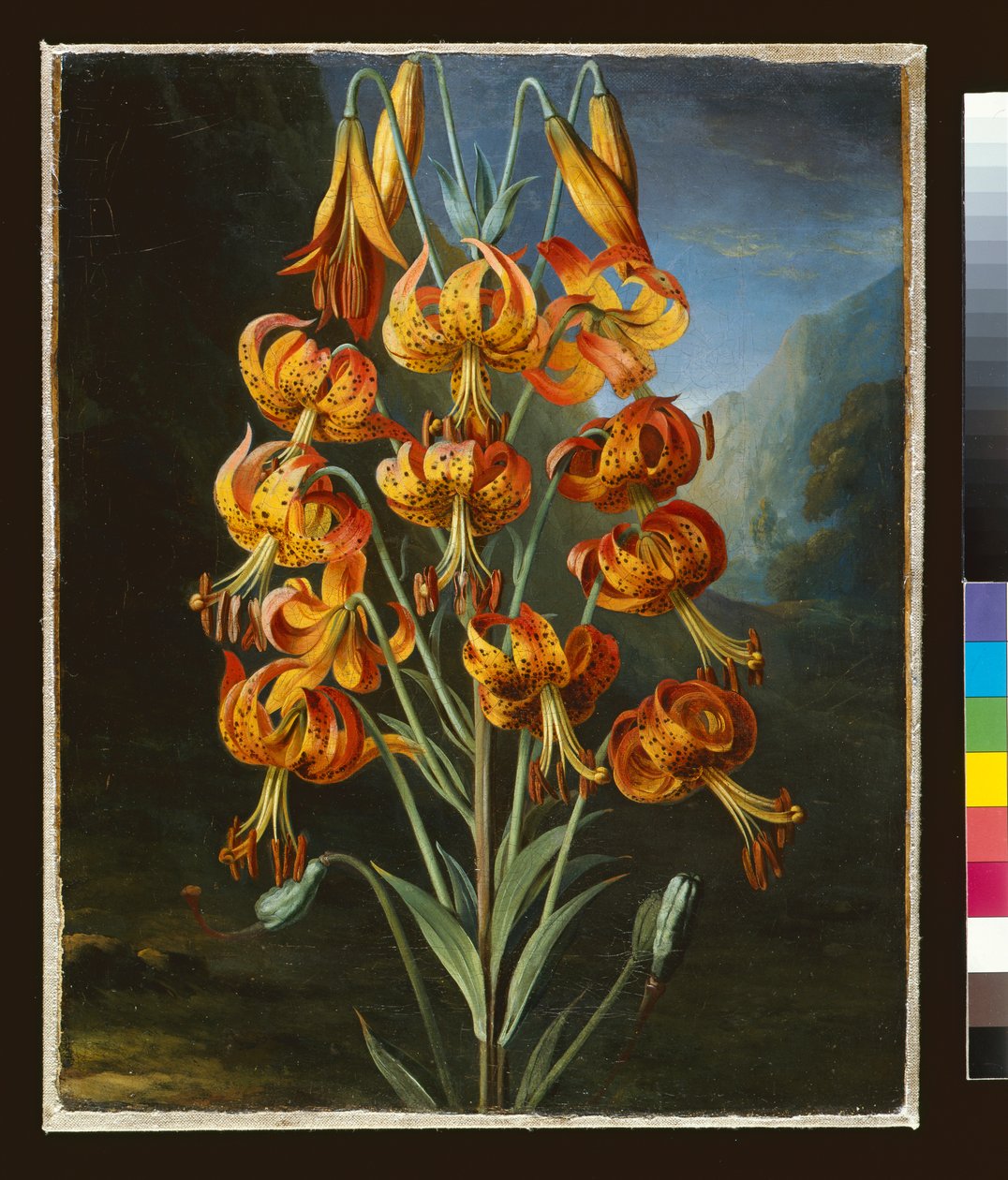Lilium Superbum, R. J. Thorntons `Flora Tapınağı için boyanmış, c.1798 by Philip Reinagle