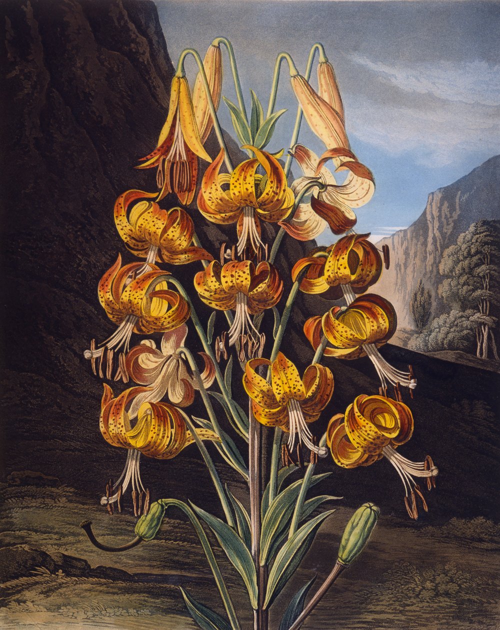 Robert Thornton tarafından 'Flora Tapınağı'ndan Süper Zambak, Richard Earlom (1743-1822) tarafından oyulmuş, 1799'da yayınlandı (renkli gravür) by Philip Reinagle