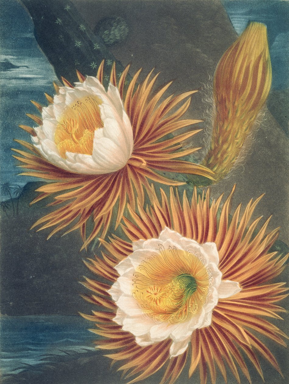 Robert Thornton tarafından The Temple of Flora'dan The Night-Blowing Cereus, 1812'de yayınlandı by Philip after Reinagle