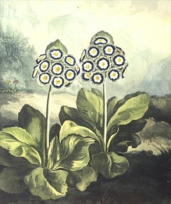 Primrose: Robert Thornton