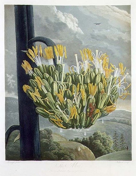 Robert Thornton, pub