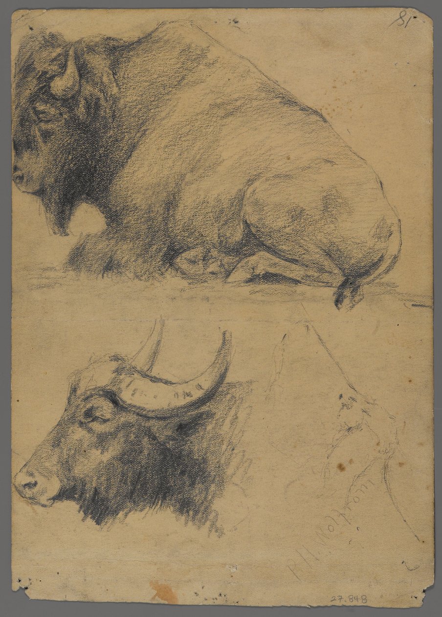 Bizon ve manda başı (kağıt üzerinde grafit) by Philip H. Wolfrom
