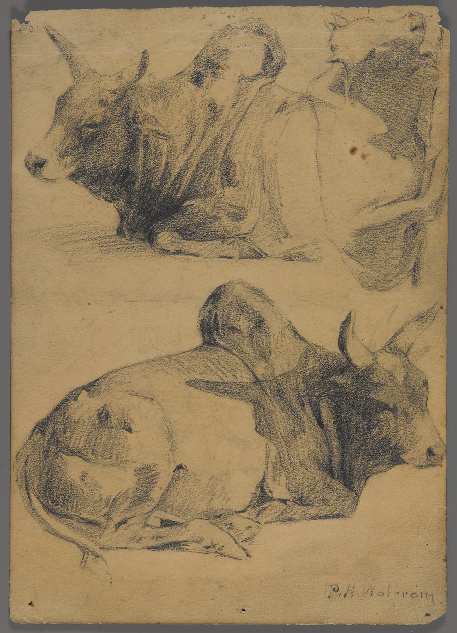 Brahman boğaları (kağıt üzerinde grafit) by Philip H. Wolfrom