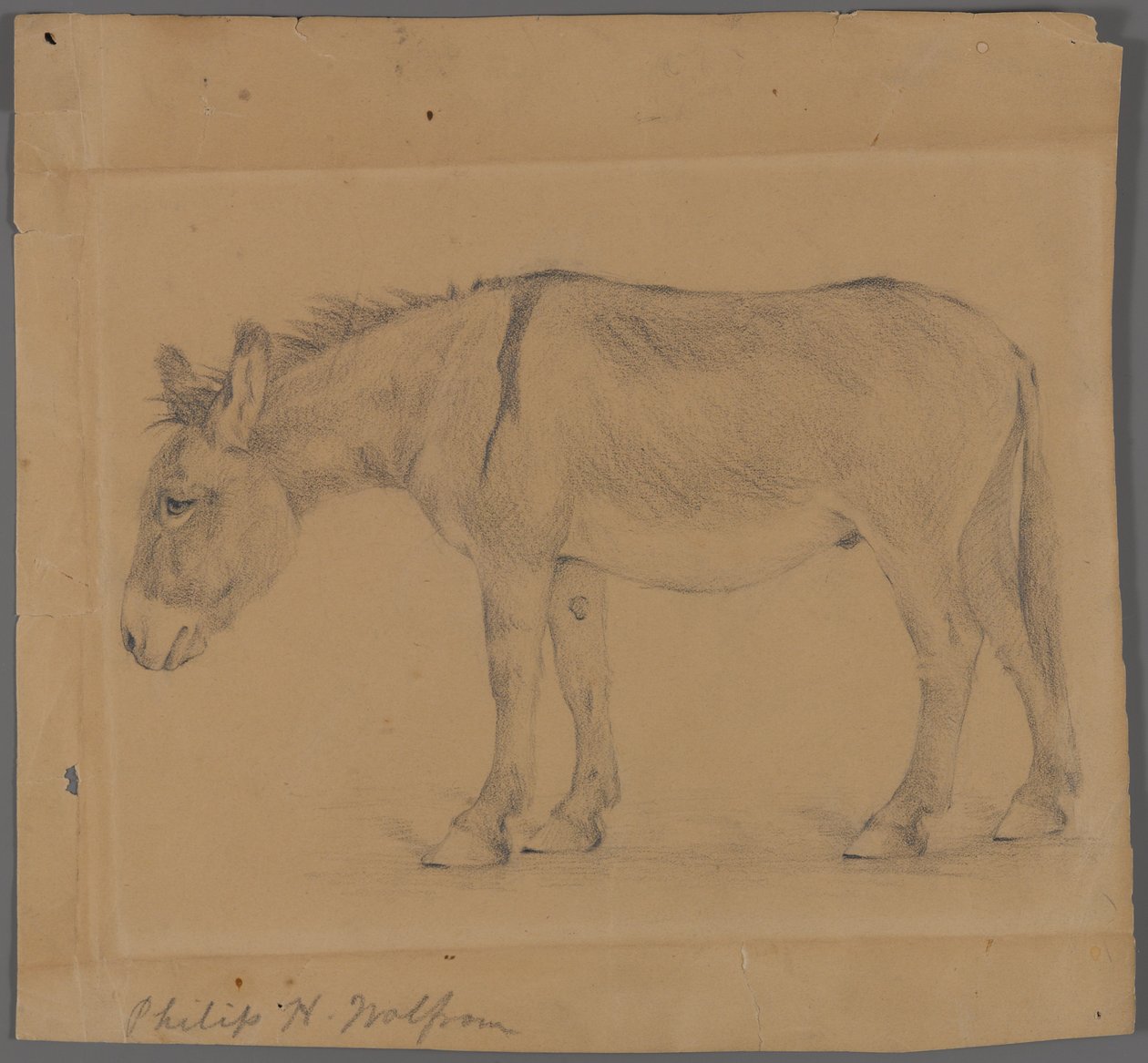Eşek (kağıt üzerinde grafit) by Philip H. Wolfrom