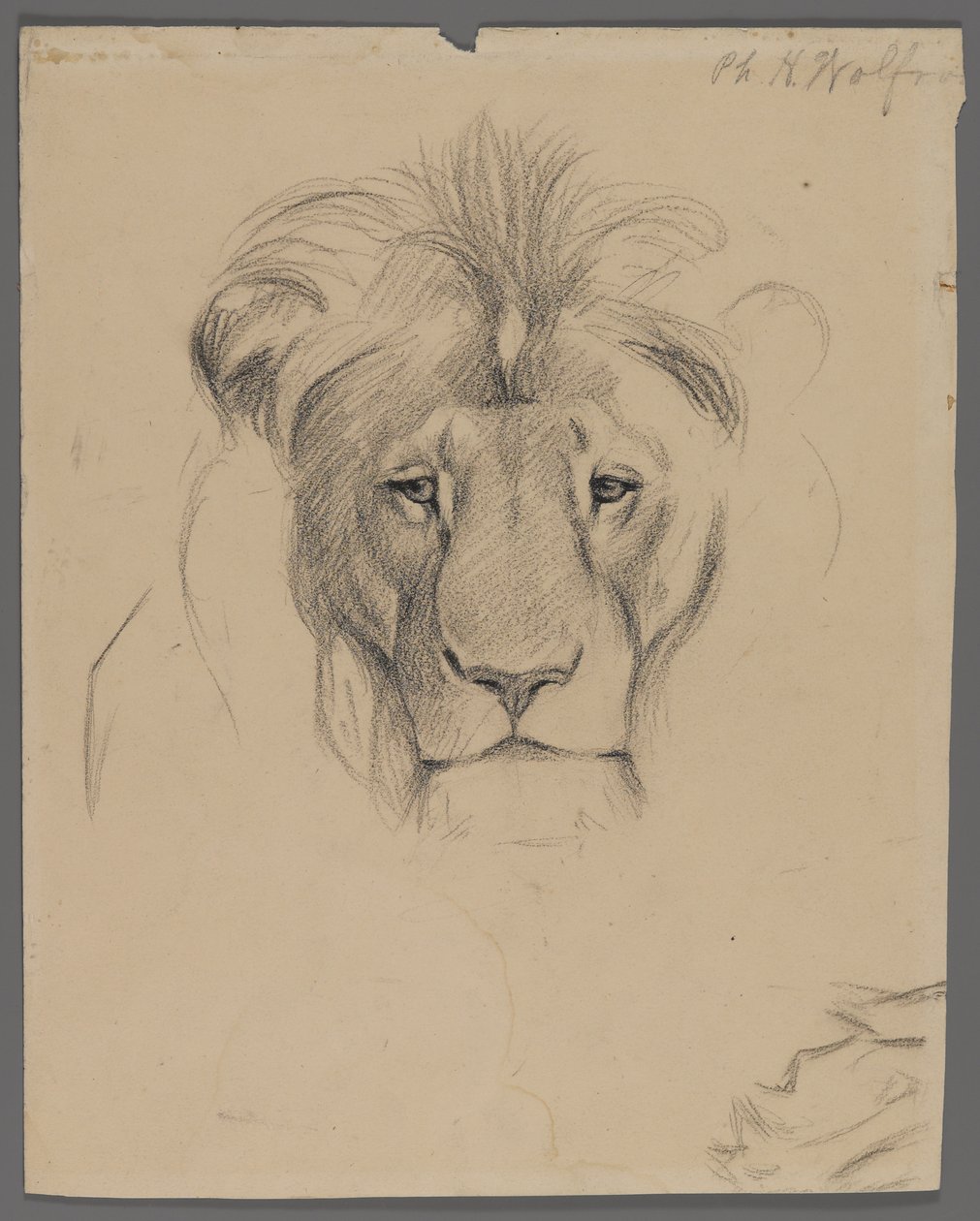 Aslan başı (kağıt üzerinde grafit) by Philip H. Wolfrom
