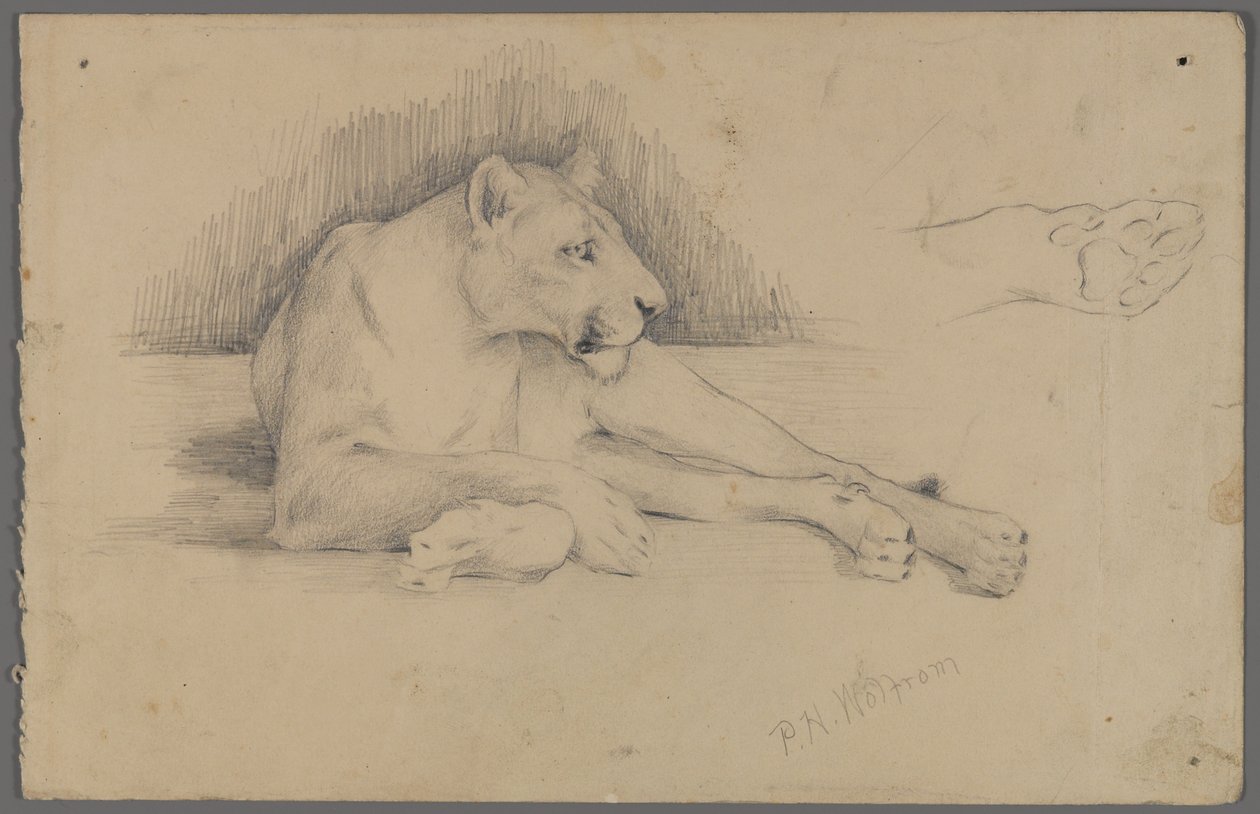 Oturan dişi aslan (kağıt üzerinde grafit) by Philip H. Wolfrom