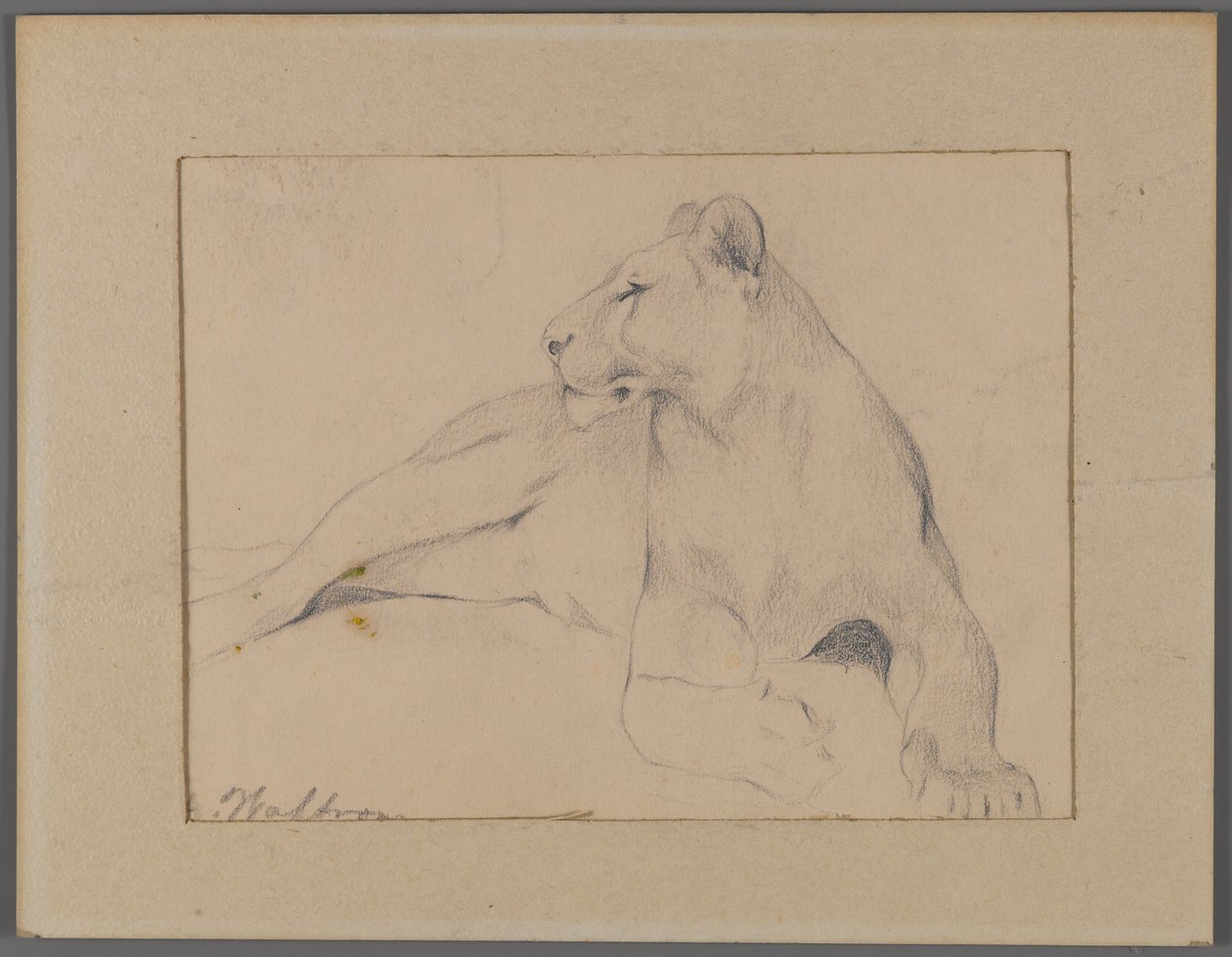 Oturan dişi aslan (pencere paspasına yapıştırılmış kağıt üzerinde grafit) by Philip H. Wolfrom