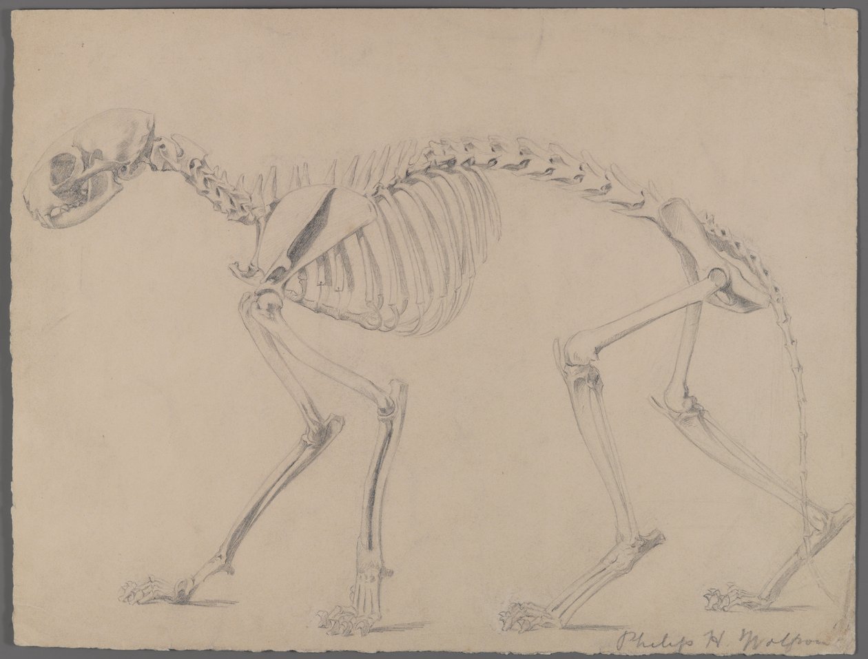 Skeleton y