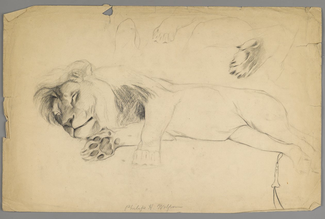 Uyuyan aslan (kağıt üzerinde grafit) by Philip H. Wolfrom