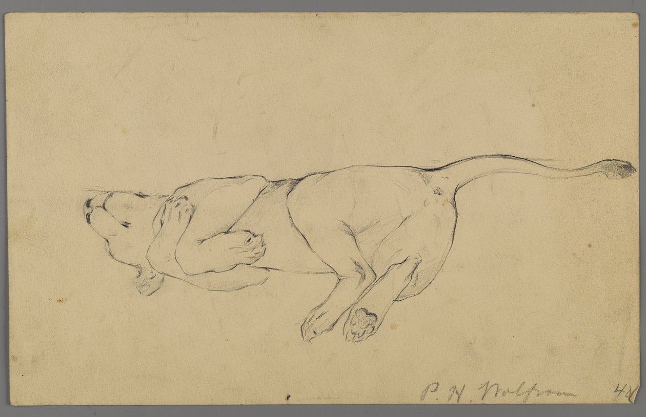 Uyuyan dişi aslan (kağıt üzerinde grafit) by Philip H. Wolfrom