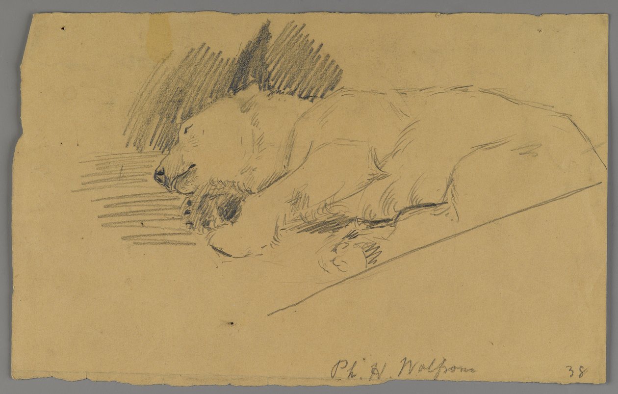 Sleeping polar bear (graphite on paper) by Philip H. Wolfrom