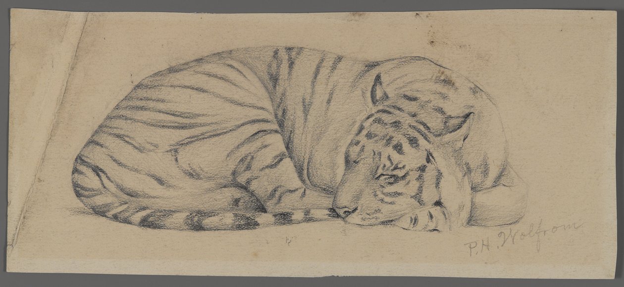 Uyuyan kaplan (kağıt üzerinde grafit) by Philip H. Wolfrom