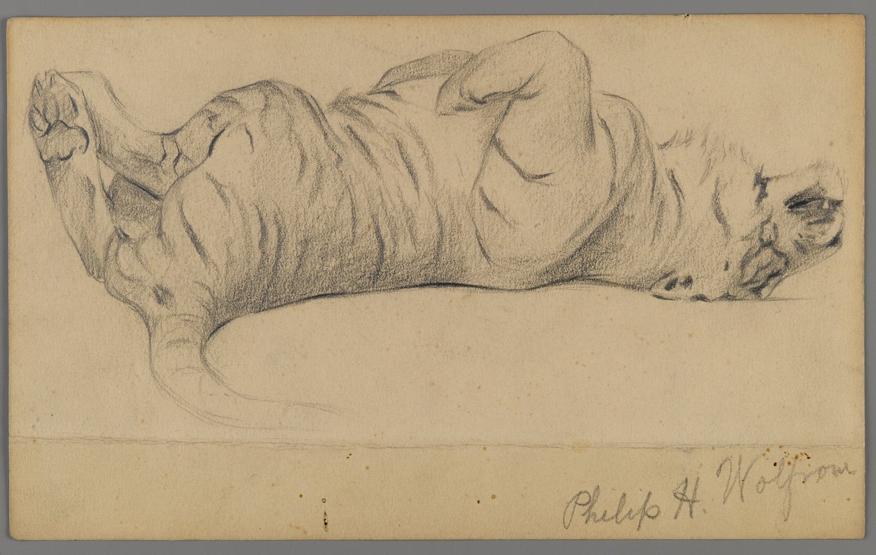 Uyuyan kaplan (kağıt üzerinde grafit) by Philip H. Wolfrom