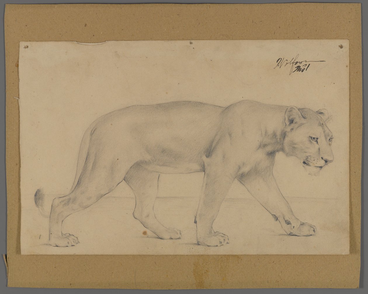 Yürüyen dişi aslan (karton üzerine monte edilmiş kağıt üzerinde grafit) by Philip H. Wolfrom